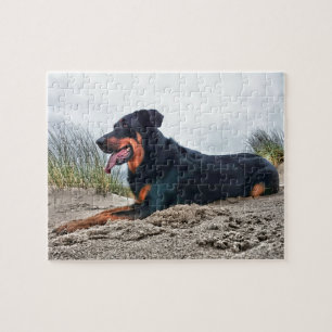 Quebra-cabeça Beauceron
