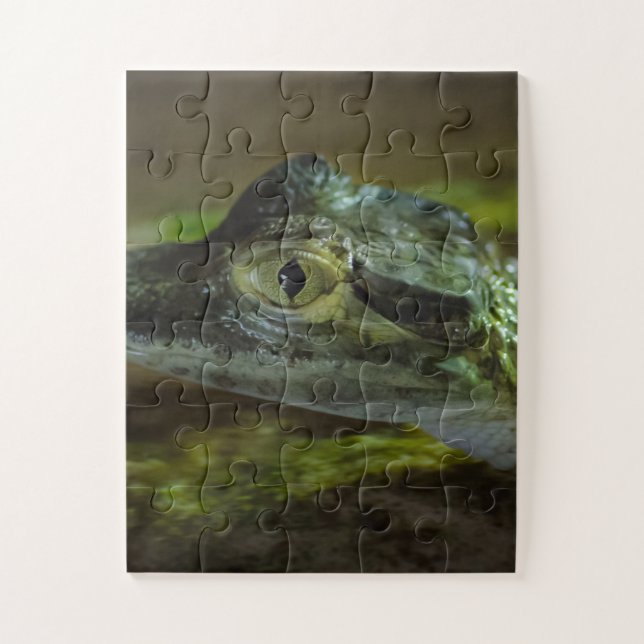 Quebra-cabeça Bebê Crocodilo Nadando na Água (Vertical)