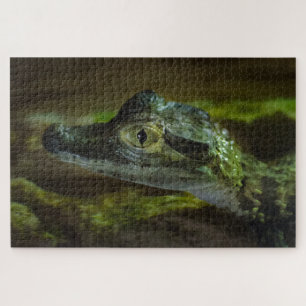 Quebra-cabeça Bebê Crocodilo Nadando na Água