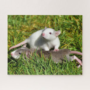 Quebra-cabeça Bebês bonitos Ratos de Animais de Companhia na gr