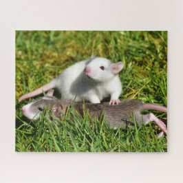Quebra-cabeça Bebês bonitos Ratos de Animais de Companhia na gra