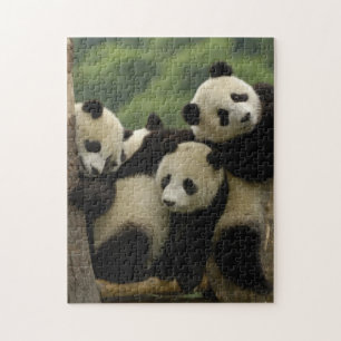 Quebra-cabeça bebês de panda gigante (Ailuropoda melanoleuca)