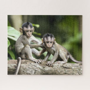Quebra-cabeça Bebês Macacos na Natureza