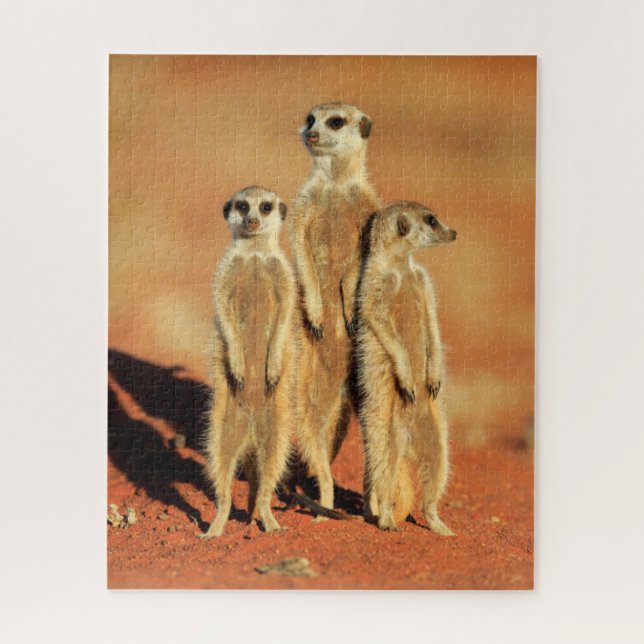 Quebra-cabeça Bebês Mais Pobres | 3 Meerkats (Vertical)