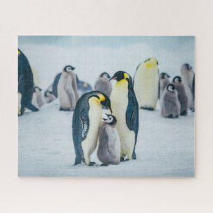 Quebra-cabeça Bebês Mais Pobres Alimentos para pinguins bebês