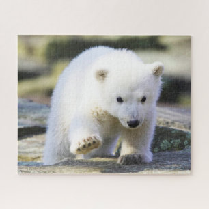 Quebra-cabeça Bebês Mais Pobres   Bebê-Urso Polar