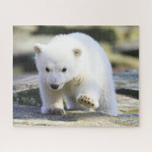 Quebra-cabeça Bebês Mais Pobres   Bebê-Urso Polar