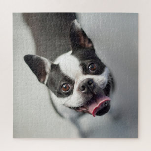 Quebra-cabeça Bebês Mais Pobres Boston Buldog Smile