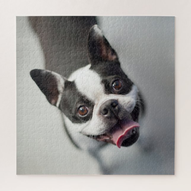 Quebra-cabeça Bebês Mais Pobres | Boston Buldog Smile (Vertical)