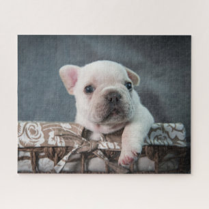 Quebra-cabeça Bebês Mais Pobres   Buldogue francês
