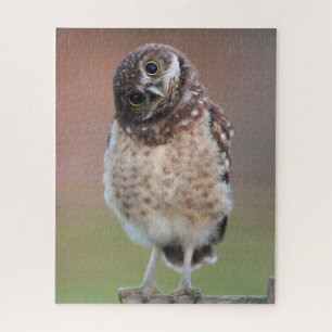 Quebra-cabeça Bebês Mais Pobres   Burrowing Owlet