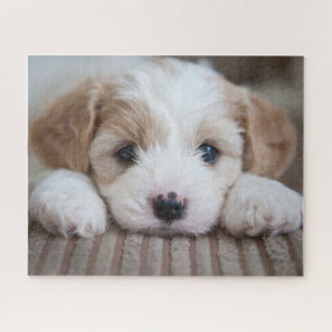 Quebra-cabeça Bebês Mais Pobres Cavashon Puppy