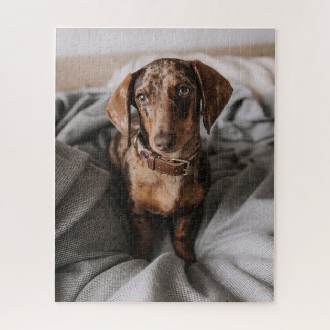 Quebra-cabeça Bebês Mais Pobres | Dachshund De Chocolate (Vertical)
