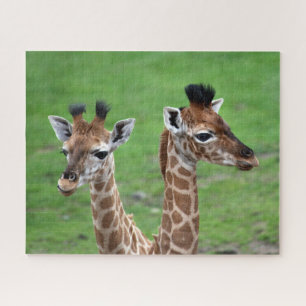 Quebra-cabeça Bebês Mais Pobres Duas Girafas Bebidas