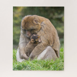 Quebra-cabeça Bebês Mais Pobres Família Barbary Macaque