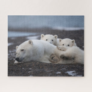 Quebra-cabeça Bebês Mais Pobres Família Polar Bear Alaska