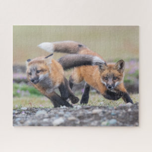 Quebra-cabeça Bebês Mais Pobres Fox Pups em Play