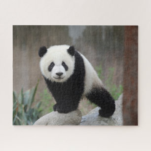 Quebra-cabeça Bebês Mais Pobres   Giant Panda Baby