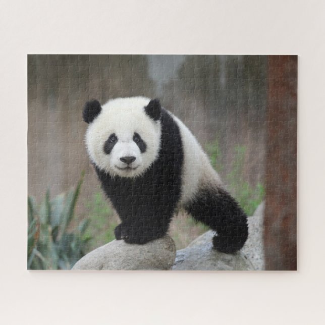 Quebra-cabeça Bebês Mais Pobres | Giant Panda Baby (Horizontal)