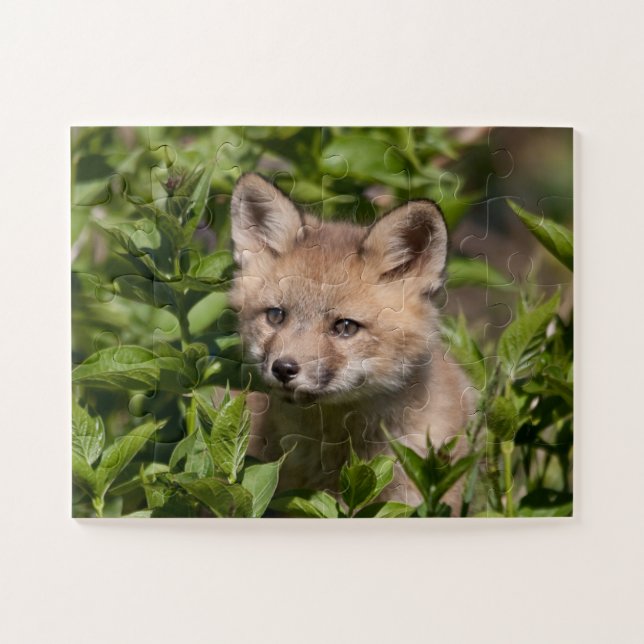 Quebra-cabeça Bebês Mais Pobres | Kit Fox (Horizontal)
