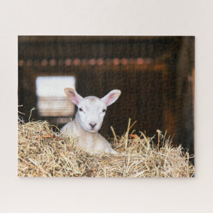 Quebra-cabeça Bebês Mais Pobres Lamas recém-nascidas