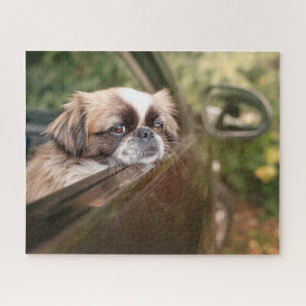Quebra-cabeça Bebês Mais Pobres Pekingese Puppy no carro