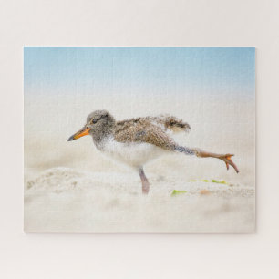 Quebra-cabeça Bebês Mais Pobres Pintinho de Oystercatcher Amer