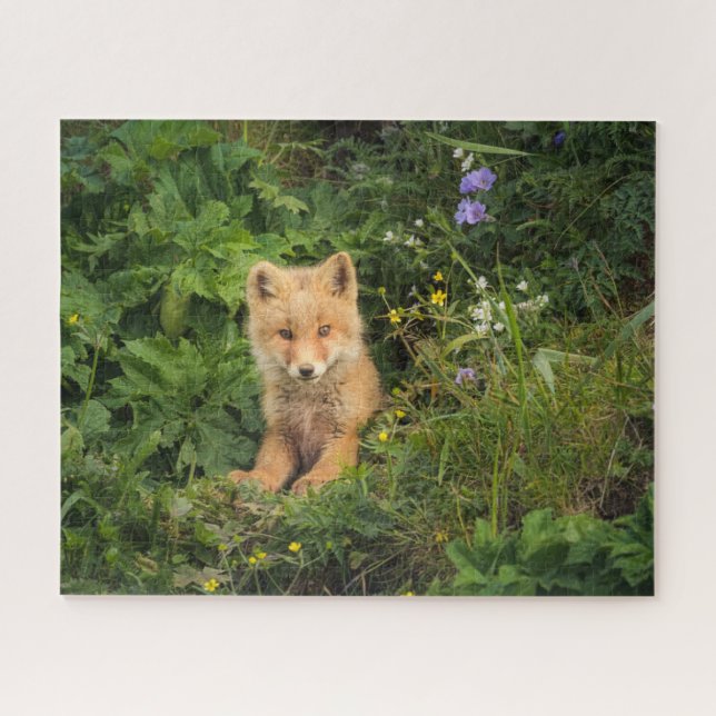 Quebra-cabeça Bebês Mais Pobres | Red Fox em Umnak Alaska (Horizontal)
