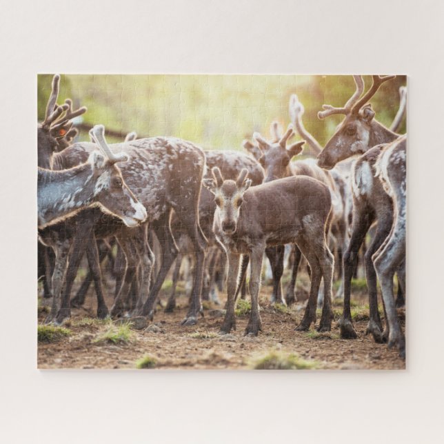 Quebra-cabeça Bebês Mais Pobres | Svalbard Reindeer (Horizontal)