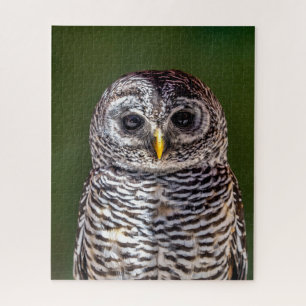 Quebra-cabeça Bebês Mais Pobres Tawny Owl