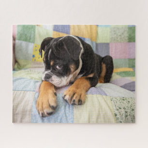 Quebra-cabeça Bebês Mais Pobres   Tímido Bulldog Inglês