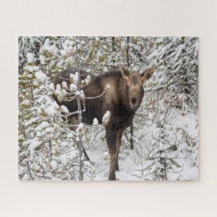 Quebra-cabeça Bebês Mais Pobres Vitelo de Moose