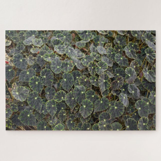 Quebra-cabeça Begonia  bowerae Ziesenh.  'Estrela de Belém' (Horizontal)