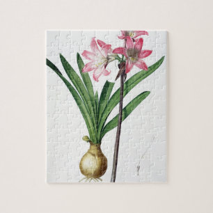 Quebra-cabeça Beladona do Amaryllis, de "Les Liliacees", engrav