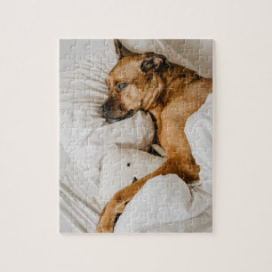 Quebra-cabeça Belga Malinois Boxer Adorável Foto De Cão Preg