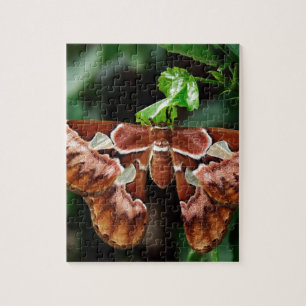 Quebra-cabeça Belo Atlas Moth