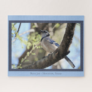Quebra-cabeça Belo Blue Jay; Bird Lover