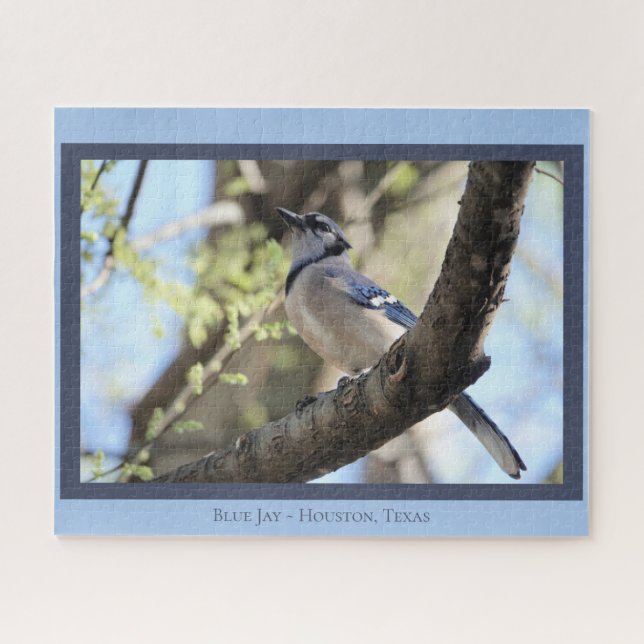 Quebra-cabeça Belo Blue Jay; Bird Lover's (Horizontal)