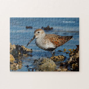 Quebra-cabeça Belo Dunlin Sandpiper vai solo na praia