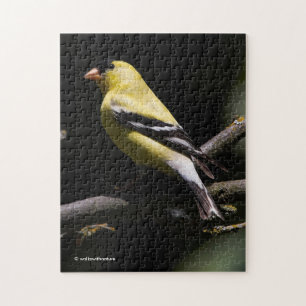 Quebra-cabeça Belo Goldfinch americano