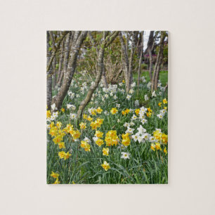 Quebra-cabeça Belo jardim de primavera daffodilo