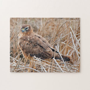 Quebra-cabeça Belo Norte Harrier Hawk nos pântanos