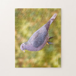 Quebra-cabeça Belo pombo-de-Banda no meu quintal