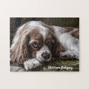 Quebra-cabeça Belo Rei Charles Spaniel
