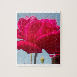 Quebra-cabeça Belo Rosa Celestial Vermelho Belo Contra Azul