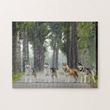 Belo Rouco Cães em um Caminho da Natureza