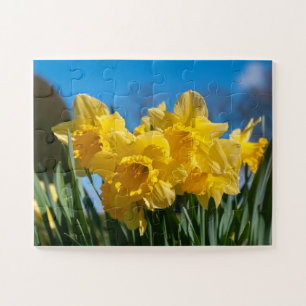 Quebra-cabeça Belos Daffodilos Amarelos