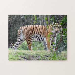 Quebra-cabeça Bengala Tiger