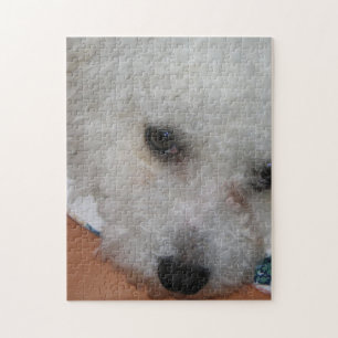Quebra-cabeça Bichon Frisé.png