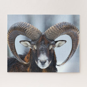 Quebra-cabeça Big Horn Ram Sheep - Mouflon